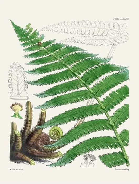 Framed Print : Vintage fern illustration. Botanical art from a book published in London, circa 1859 Framed Print : Vintage fern illustration. Botanical art from a book published in London, circa 1859