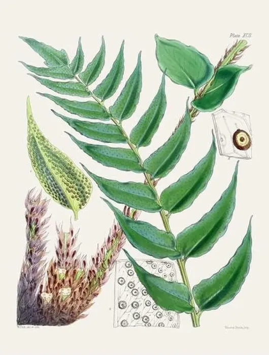 Framed Print : Vintage fern illustration. Botanical art from a book published in London, circa 1859 Framed Print : Vintage fern illustration. Botanical art from a book published in London, circa 1859