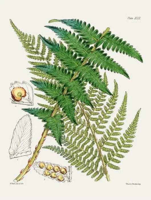 Framed Print : Vintage fern illustration. Botanical art from a book published in London, circa 1859 Framed Print : Vintage fern illustration. Botanical art from a book published in London, circa 1859