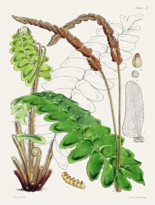 Framed Print : Vintage fern illustration. Botanical art from a book published in London, circa 1859 Framed Print : Vintage fern illustration. Botanical art from a book published in London, circa 1859