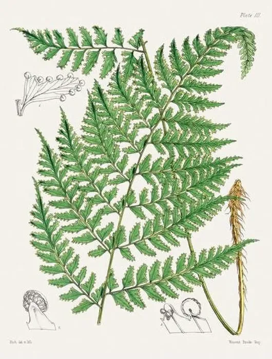 Framed Print : Vintage fern illustration. Botanical art from a book published in London, circa 1859 Framed Print : Vintage fern illustration. Botanical art from a book published in London, circa 1859