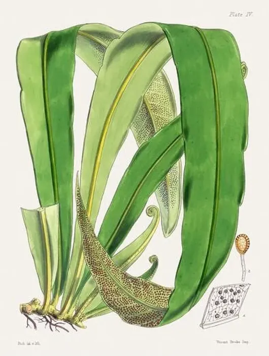 Framed Print : Vintage fern illustration. Botanical art from a book published in London, circa 1859 Framed Print : Vintage fern illustration. Botanical art from a book published in London, circa 1859