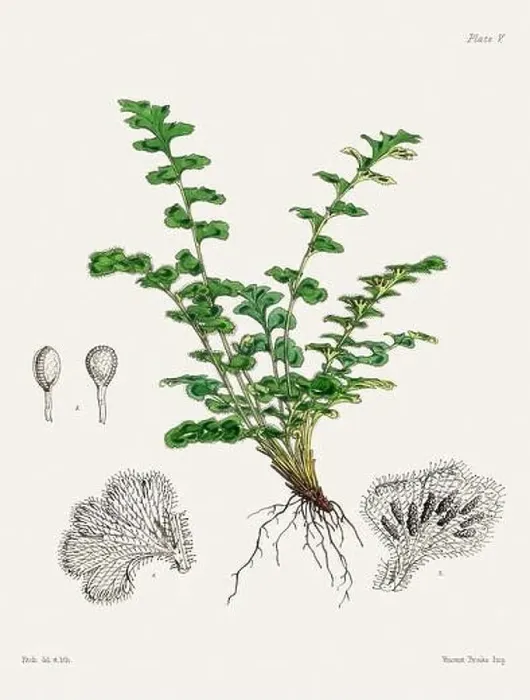 Framed Print : Vintage fern illustration. Botanical art from a book published in London, circa 1859 Framed Print : Vintage fern illustration. Botanical art from a book published in London, circa 1859
