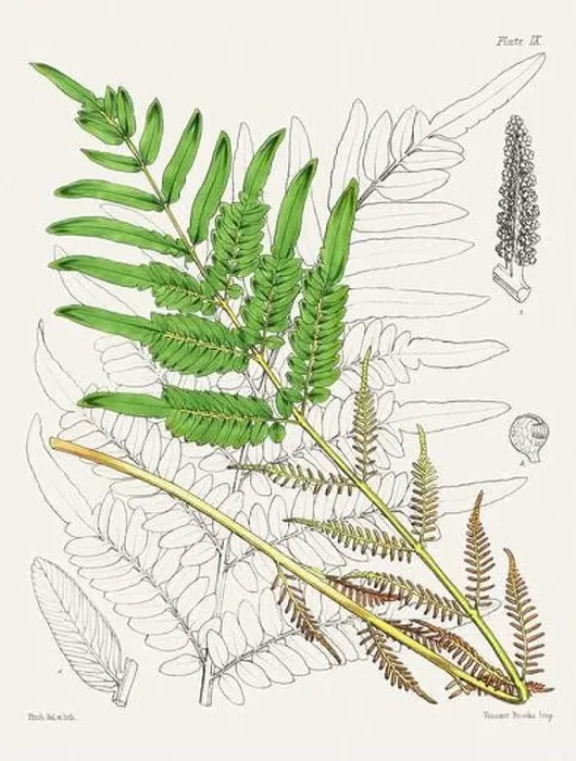 Framed Print : Vintage fern illustration. Botanical art from a book published in London, circa 1859 Framed Print : Vintage fern illustration. Botanical art from a book published in London, circa 1859