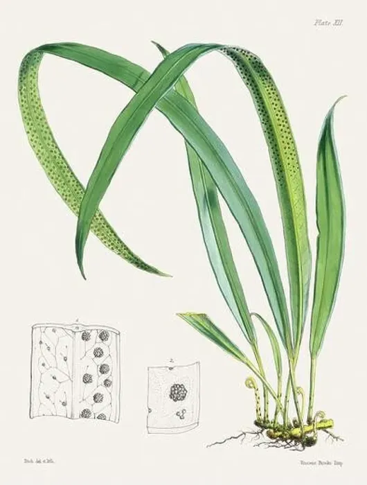 Framed Print : Vintage fern illustration. Botanical art from a book published in London, circa 1859 Framed Print : Vintage fern illustration. Botanical art from a book published in London, circa 1859