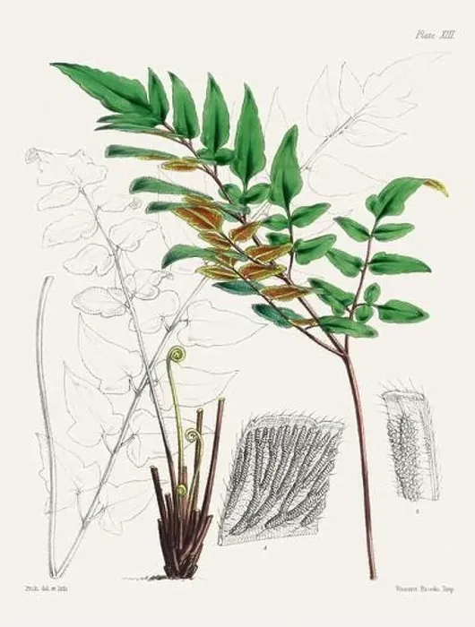 Framed Print : Vintage fern illustration. Botanical art from a book published in London, circa 1859 Framed Print : Vintage fern illustration. Botanical art from a book published in London, circa 1859