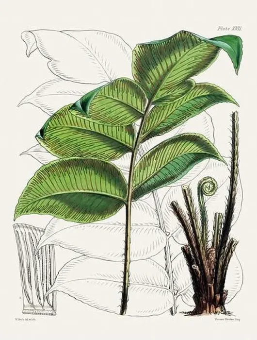 Framed Print : Vintage fern illustration. Botanical art from a book published in London, circa 1859 Framed Print : Vintage fern illustration. Botanical art from a book published in London, circa 1859