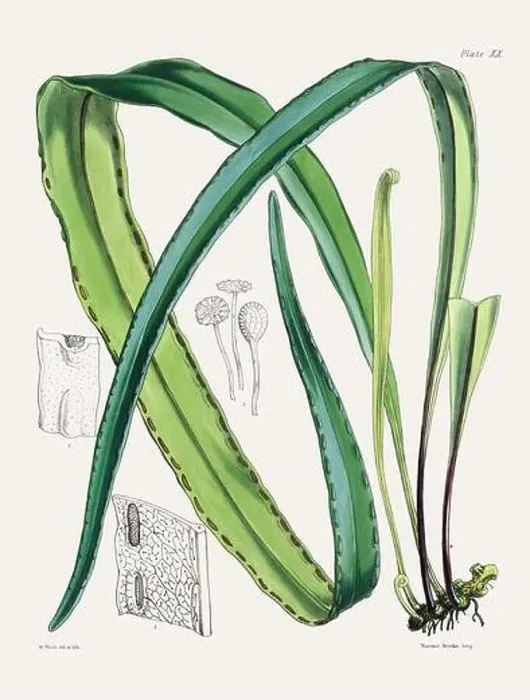 Framed Print : Vintage fern illustration. Botanical art from a book published in London, circa 1859 Framed Print : Vintage fern illustration. Botanical art from a book published in London, circa 1859