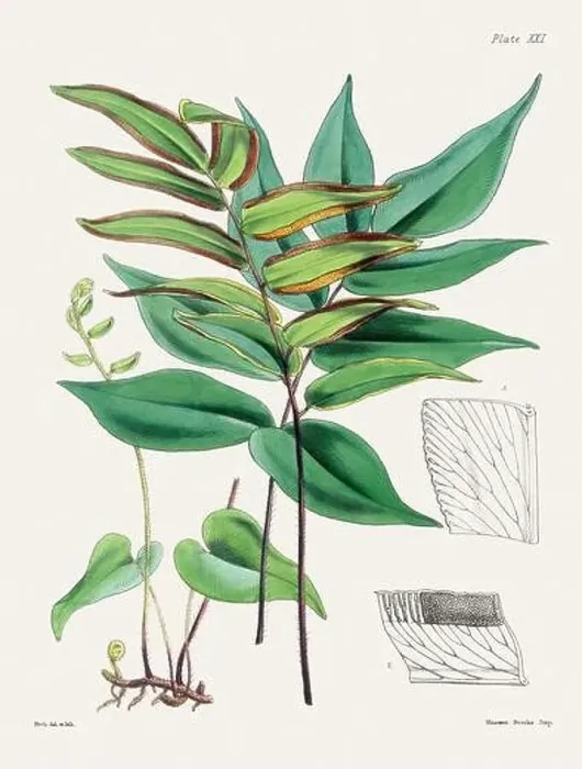 Framed Print : Vintage fern illustration. Botanical art from a book published in London, circa 1859 Framed Print : Vintage fern illustration. Botanical art from a book published in London, circa 1859