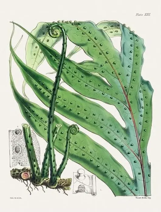 Framed Print : Vintage fern illustration. Botanical art from a book published in London, circa 1859 Framed Print : Vintage fern illustration. Botanical art from a book published in London, circa 1859