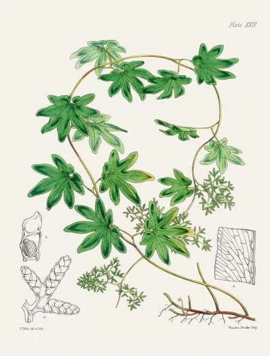 Framed Print : Vintage fern illustration. Botanical art from a book published in London, circa 1859 Framed Print : Vintage fern illustration. Botanical art from a book published in London, circa 1859