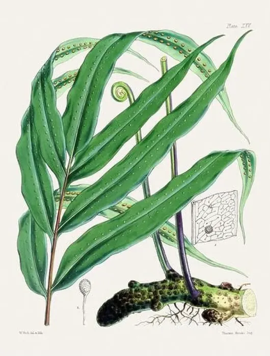 Framed Print : Vintage fern illustration. Botanical art from a book published in London, circa 1859 Framed Print : Vintage fern illustration. Botanical art from a book published in London, circa 1859