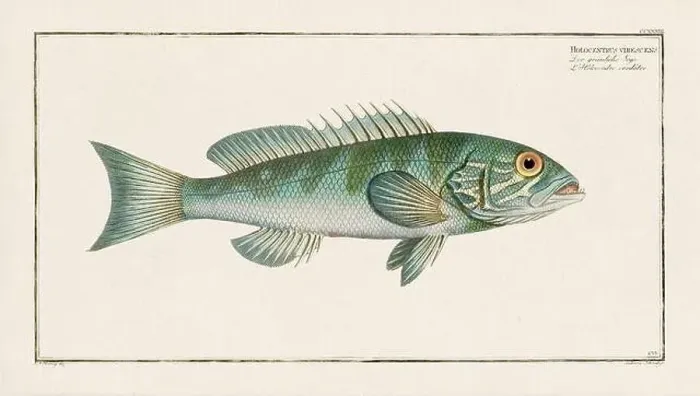 Framed Print : Vintage fish illustration created during the 18th century Framed Print : Vintage fish illustration created during the 18th century