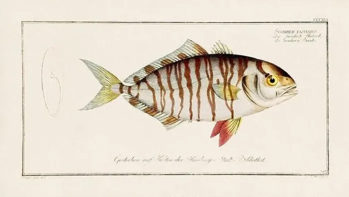 Framed Print : Vintage fish illustration created during the 18th century Framed Print : Vintage fish illustration created during the 18th century