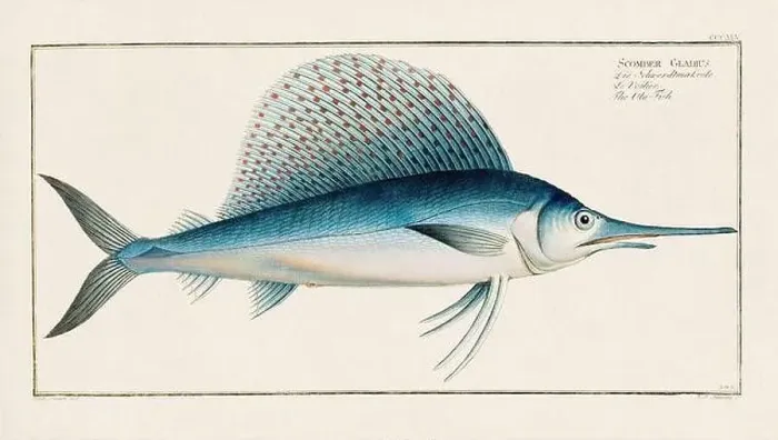 Framed Print : Vintage fish illustration created during the 18th century