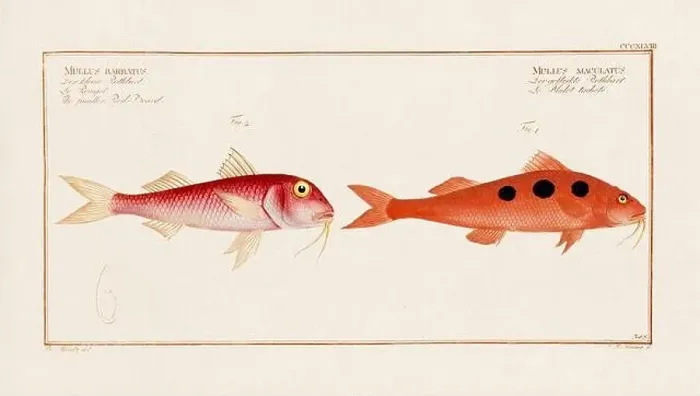 Framed Print : Vintage fish illustration created during the 18th century Framed Print : Vintage fish illustration created during the 18th century