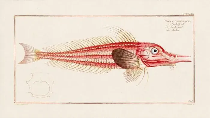 Framed Print : Vintage fish illustration created during the 18th century Framed Print : Vintage fish illustration created during the 18th century