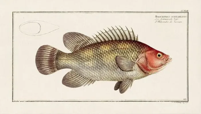 Framed Print : Vintage fish illustration created during the 18th century Framed Print : Vintage fish illustration created during the 18th century