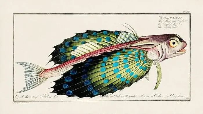 Framed Print : Vintage fish illustration created during the 18th century Framed Print : Vintage fish illustration created during the 18th century