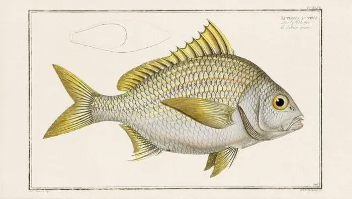 Framed Print : Vintage fish illustration created during the 18th century Framed Print : Vintage fish illustration created during the 18th century