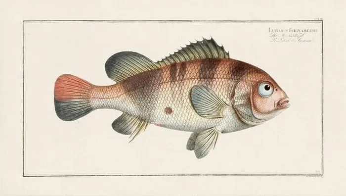 Framed Print : Vintage fish illustration created during the 18th century Framed Print : Vintage fish illustration created during the 18th century