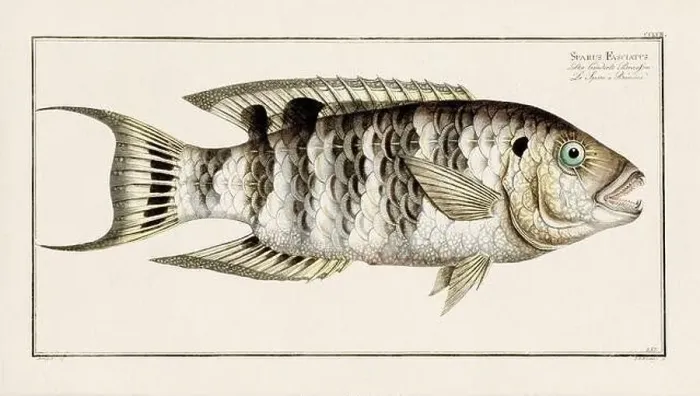 Framed Print : Vintage fish illustration created during the 18th century Framed Print : Vintage fish illustration created during the 18th century