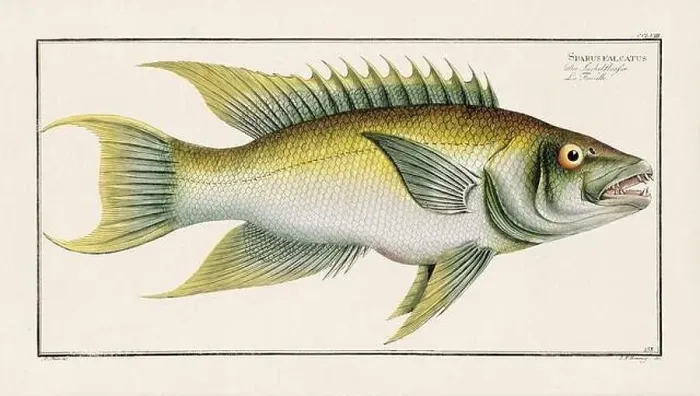 Framed Print : Vintage fish illustration created during the 18th century Framed Print : Vintage fish illustration created during the 18th century