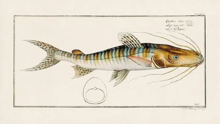 Framed Print : Vintage fish illustration created during the 18th century Framed Print : Vintage fish illustration created during the 18th century
