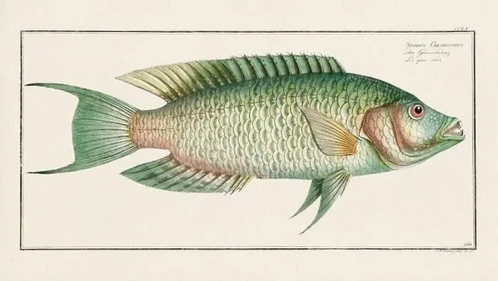 Framed Print : Vintage fish illustration created during the 18th century Framed Print : Vintage fish illustration created during the 18th century