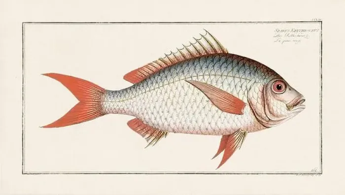 Framed Print : Vintage fish illustration created during the 18th century Framed Print : Vintage fish illustration created during the 18th century