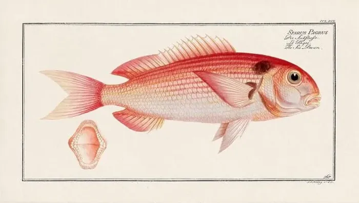 Framed Print : Vintage fish illustration created during the 18th century Framed Print : Vintage fish illustration created during the 18th century
