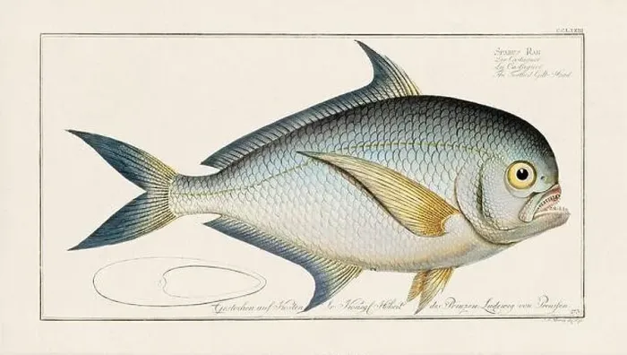 Framed Print : Vintage fish illustration created during the 18th century Framed Print : Vintage fish illustration created during the 18th century