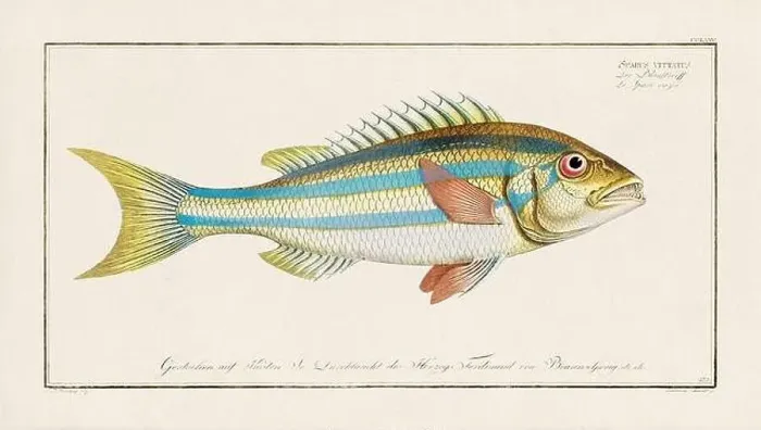 Framed Print : Vintage fish illustration created during the 18th century Framed Print : Vintage fish illustration created during the 18th century