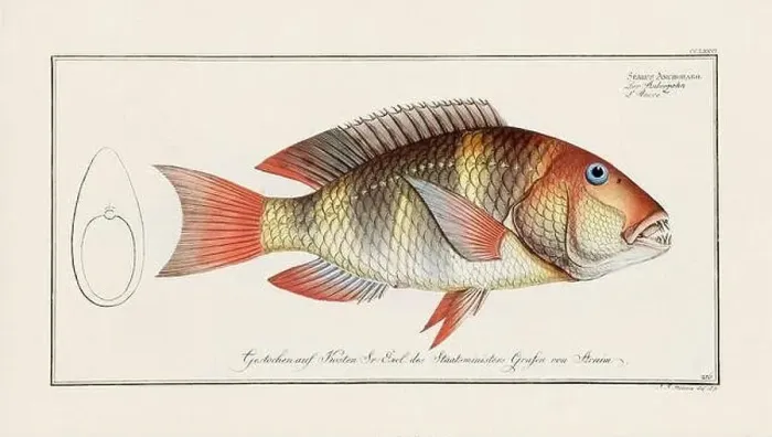 Framed Print : Vintage fish illustration created during the 18th century Framed Print : Vintage fish illustration created during the 18th century