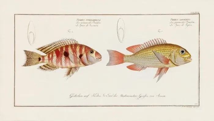 Framed Print : Vintage fish illustration created during the 18th century Framed Print : Vintage fish illustration created during the 18th century