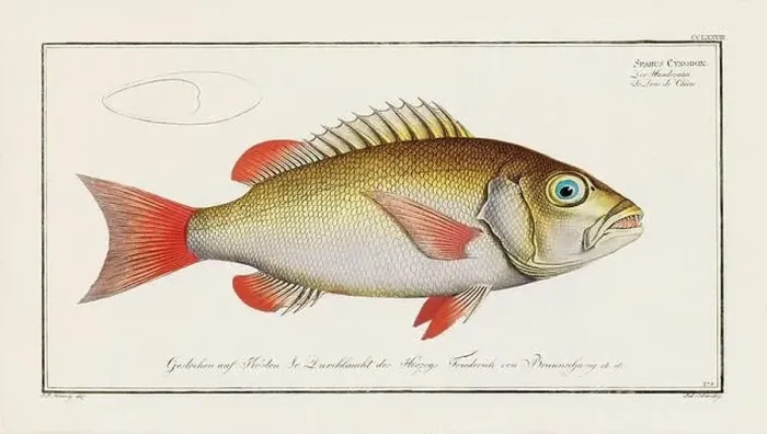 Framed Print : Vintage fish illustration created during the 18th century Framed Print : Vintage fish illustration created during the 18th century