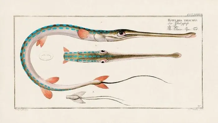 Framed Print : Vintage fish illustration created during the 18th century Framed Print : Vintage fish illustration created during the 18th century