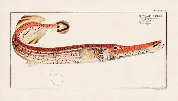 Framed Print : Vintage fish illustration created during the 18th century Framed Print : Vintage fish illustration created during the 18th century