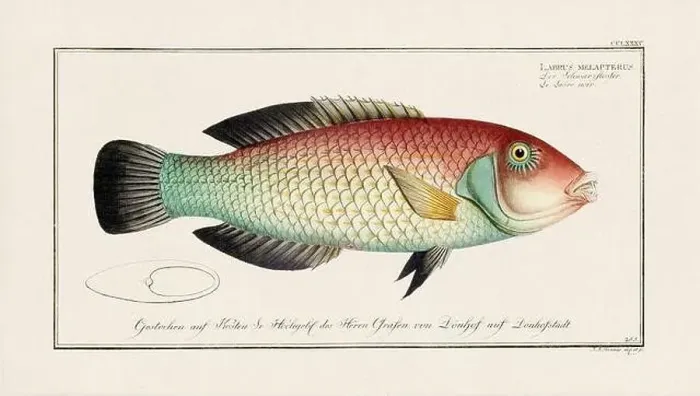 Framed Print : Vintage fish illustration created during the 18th century Framed Print : Vintage fish illustration created during the 18th century