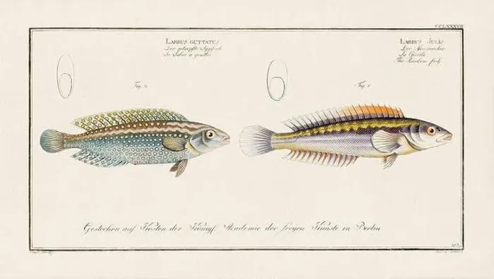 Framed Print : Vintage fish illustration created during the 18th century Framed Print : Vintage fish illustration created during the 18th century