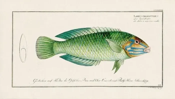 Framed Print : Vintage fish illustration created during the 18th century Framed Print : Vintage fish illustration created during the 18th century