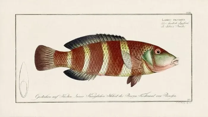 Framed Print : Vintage fish illustration created during the 18th century Framed Print : Vintage fish illustration created during the 18th century