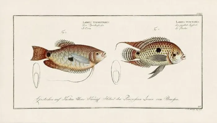 Framed Print : Vintage fish illustration created during the 18th century Framed Print : Vintage fish illustration created during the 18th century