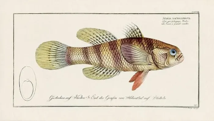 Framed Print : Vintage fish illustration created during the 18th century Framed Print : Vintage fish illustration created during the 18th century