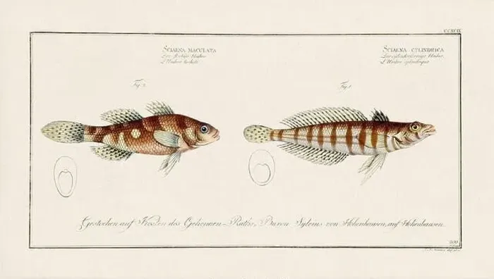 Framed Print : Vintage fish illustration created during the 18th century Framed Print : Vintage fish illustration created during the 18th century