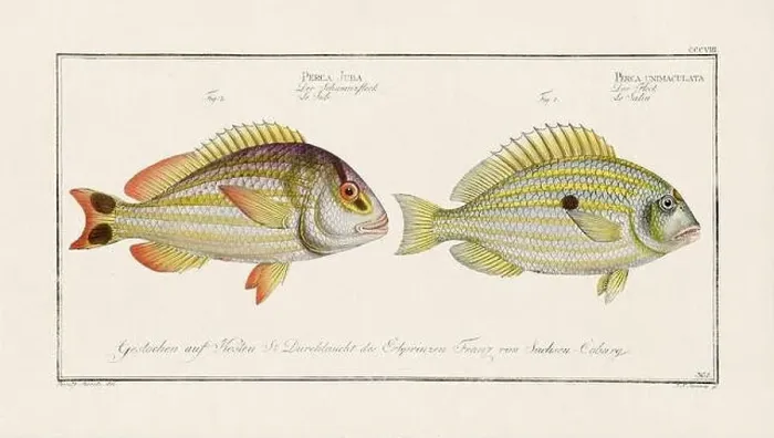 Framed Print : Vintage fish illustration created during the 18th century Framed Print : Vintage fish illustration created during the 18th century