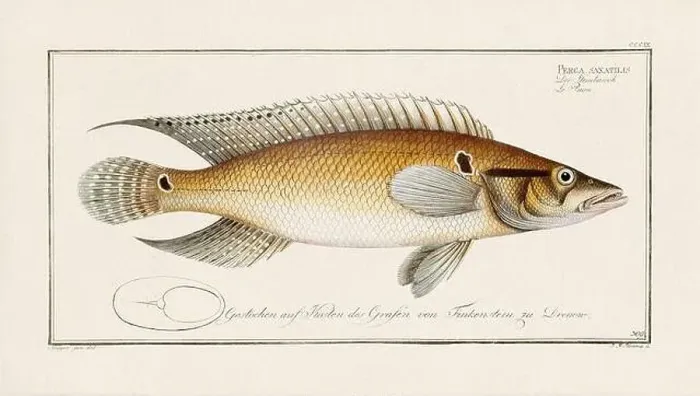 Framed Print : Vintage fish illustration created during the 18th century Framed Print : Vintage fish illustration created during the 18th century