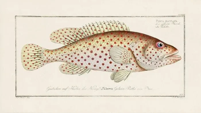 Framed Print : Vintage fish illustration created during the 18th century Framed Print : Vintage fish illustration created during the 18th century