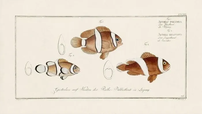 Framed Print : Vintage fish illustration created during the 18th century Framed Print : Vintage fish illustration created during the 18th century