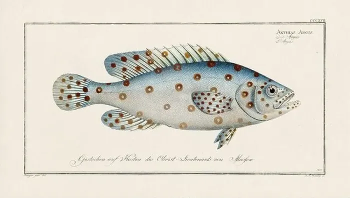 Framed Print : Vintage fish illustration created during the 18th century Framed Print : Vintage fish illustration created during the 18th century